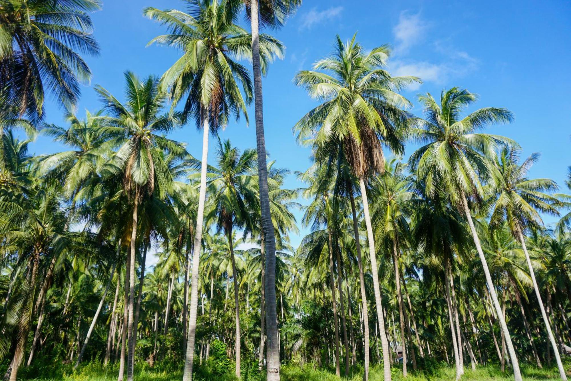 Behind The Temple Island Eco-bungalow 15min Walk To Hin Kong Holiday home Ko Pha Ngan